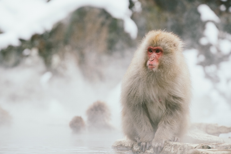 Animali selvatici mammifero fauna primate