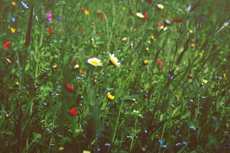 Nature grass plant field Photo