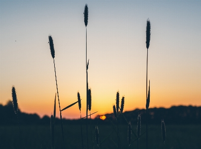 Grass horizon silhouette cloud Photo