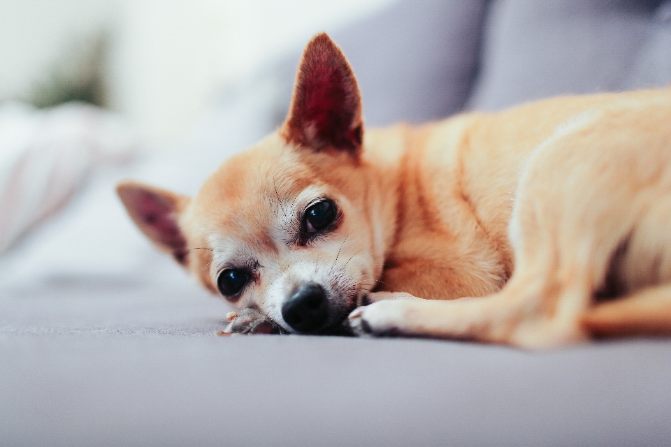 Cachorro perro mamífero de cerca
