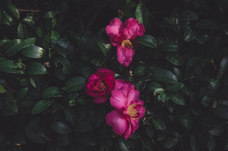 Blossom plant leaf flower Photo