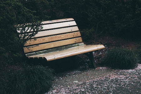 Nature grass wood bench Photo