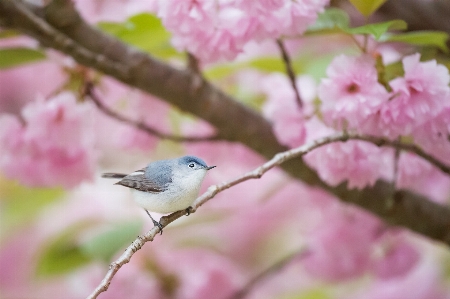 Branch blossom bird plant Photo