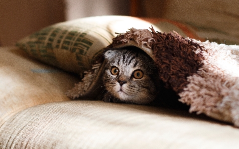 Cat mammal close up macro photography Photo