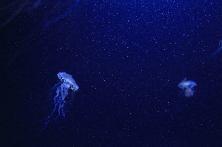 Underwater biology jellyfish blue Photo