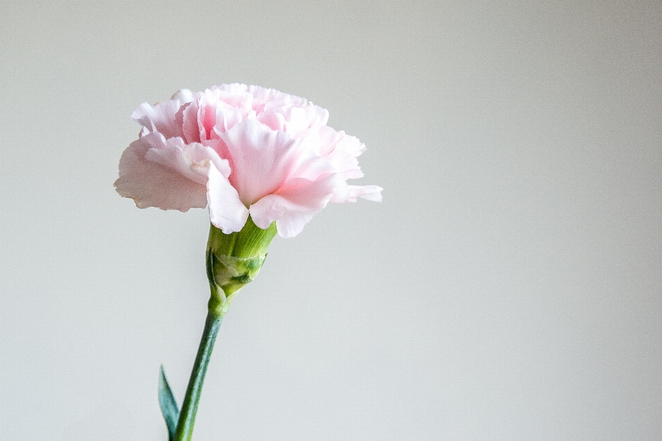 Blossom plant flower petal