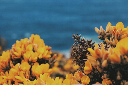 自然 花 植物 葉 写真