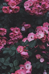 Blossom plant leaf flower Photo