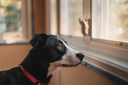 Foto Cane mammifero nero vertebrato
