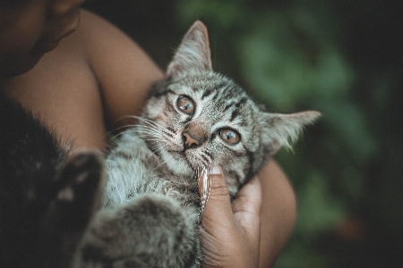 Foto Anak kucing mamalia fauna