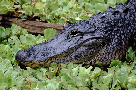 Doğa yaban hayatı vahşi yeşil Fotoğraf