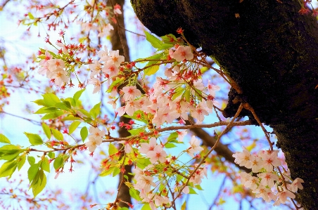 Tree nature branch blossom Photo