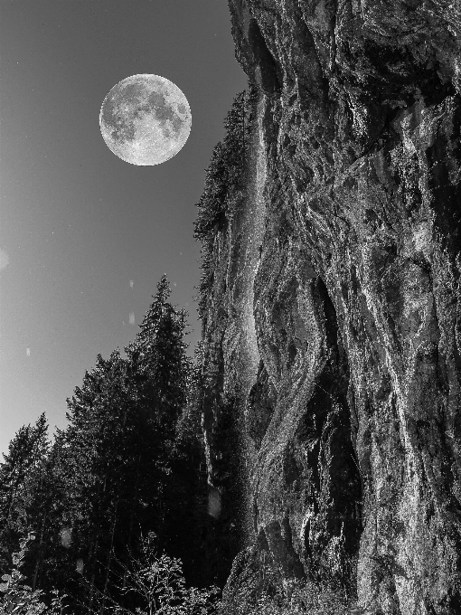 Tree nature forest rock