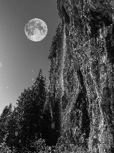 Tree nature forest rock Photo