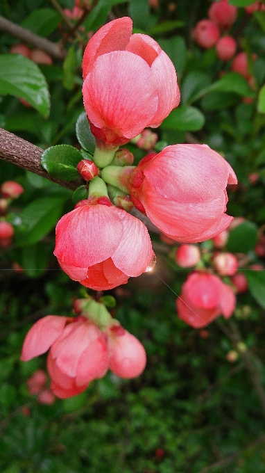 Nature fleurir usine fleur