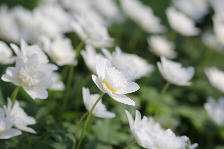 Natur blüte anlage weiss Foto