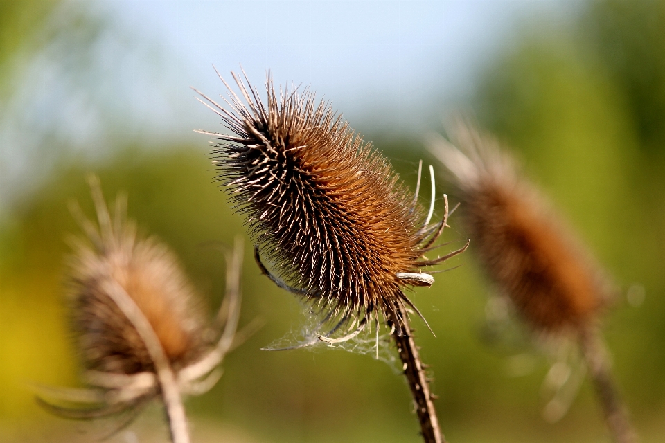 Natur gras stachelig
 anlage