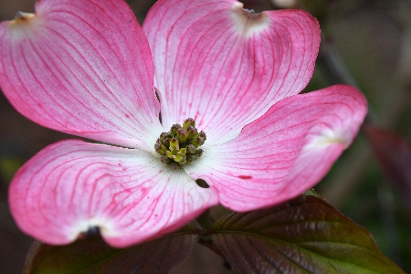 Blossom plant photography leaf Photo