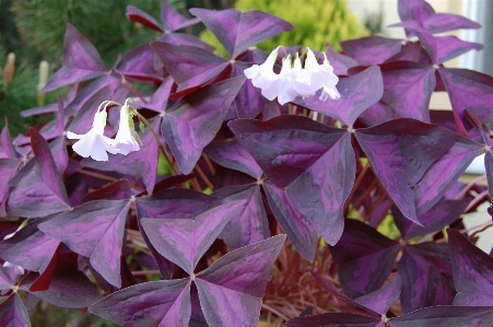 木 植物 葉 花 写真