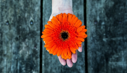 Zdjęcie Zakład fotografia liść kwiat