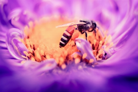 花 写真撮影 紫 花弁 写真