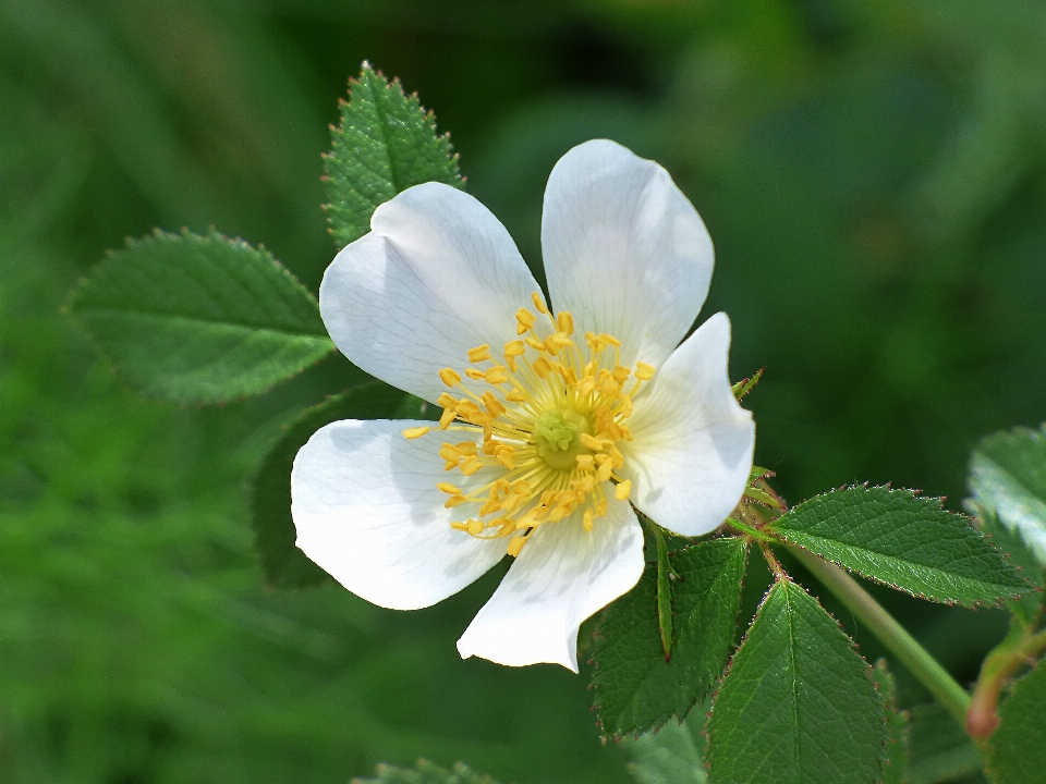 Nature blossom plant flower