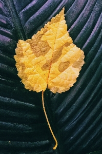 Foto árbol planta hoja flor