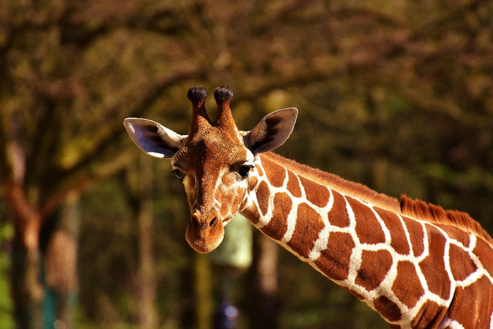 Nature wildlife zoo africa