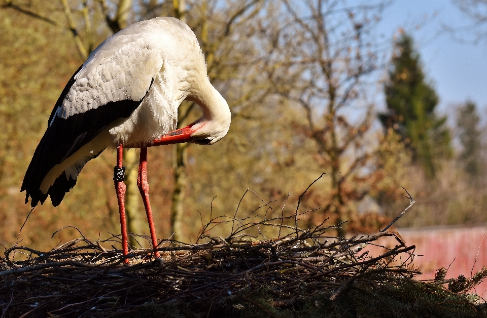 Natur vogel schwarz und weiß
 wiese
