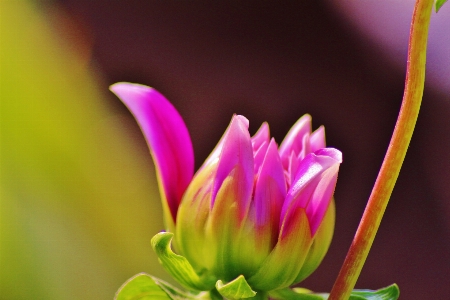 Nature blossom plant photography Photo