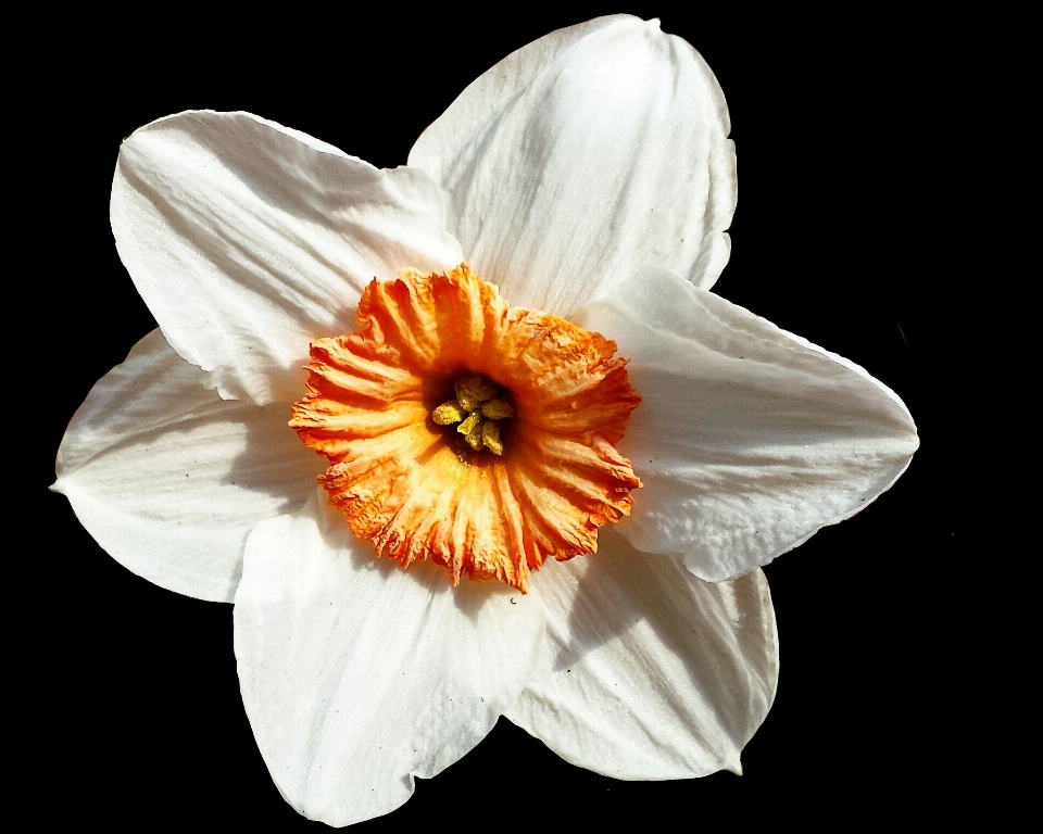 Pianta bianco fiore petalo