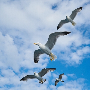 Landscape nature bird wing Photo