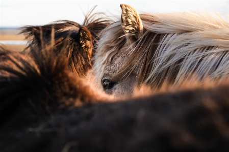 Photo Cheval mammifère crinière
 oreille