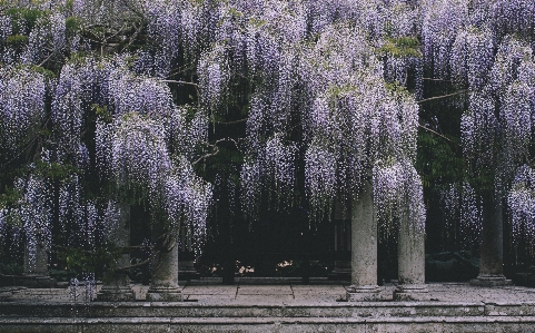 Foto Albero natura foresta pianta