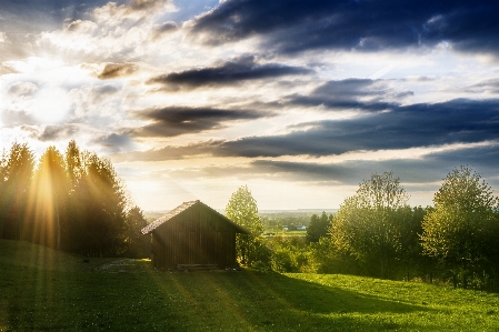 Landscape tree nature grass Photo