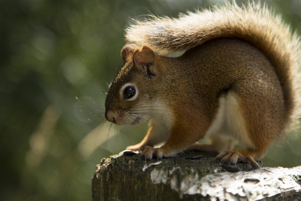 Natura las na wolnym powietrzu zwierzę