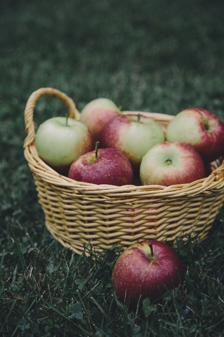 Apple plant fruit food