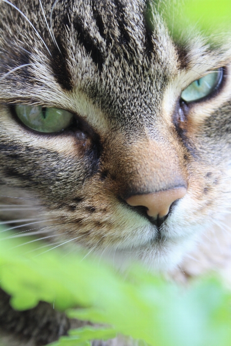 Mignon faune animal de compagnie chaton