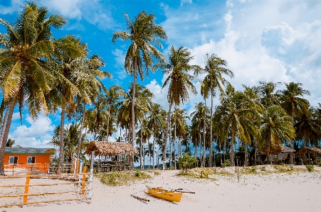 Beach sea coast tree Photo