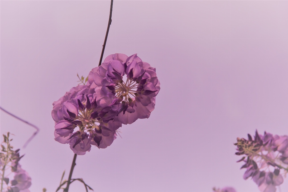 Zweig blüte anlage blume