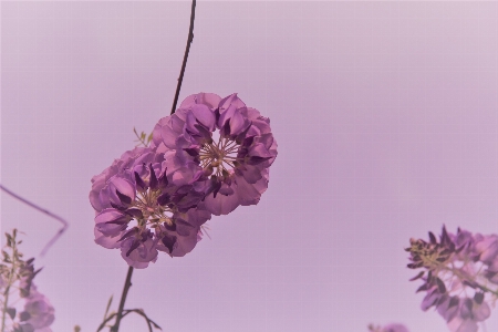 Zweig blüte anlage blume Foto