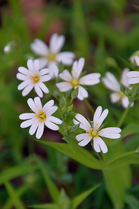 Natura fiore pianta bianco