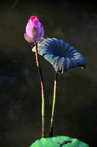 Foto Acqua natura pianta fotografia