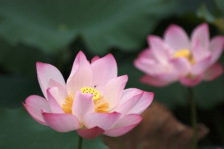 Foto Florescer plantar flor pétala