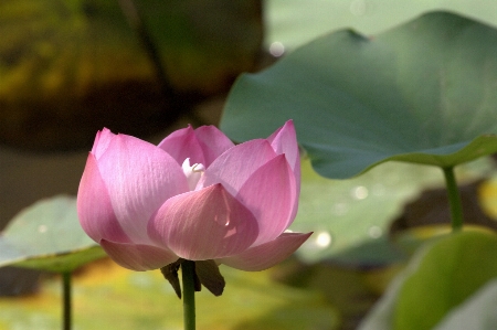 花 植物 花弁 咲く 写真