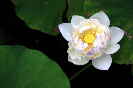 Blossom plant white flower Photo