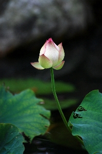 Nature plant white leaf Photo