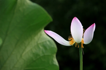 Foto Florescer plantar branco folha