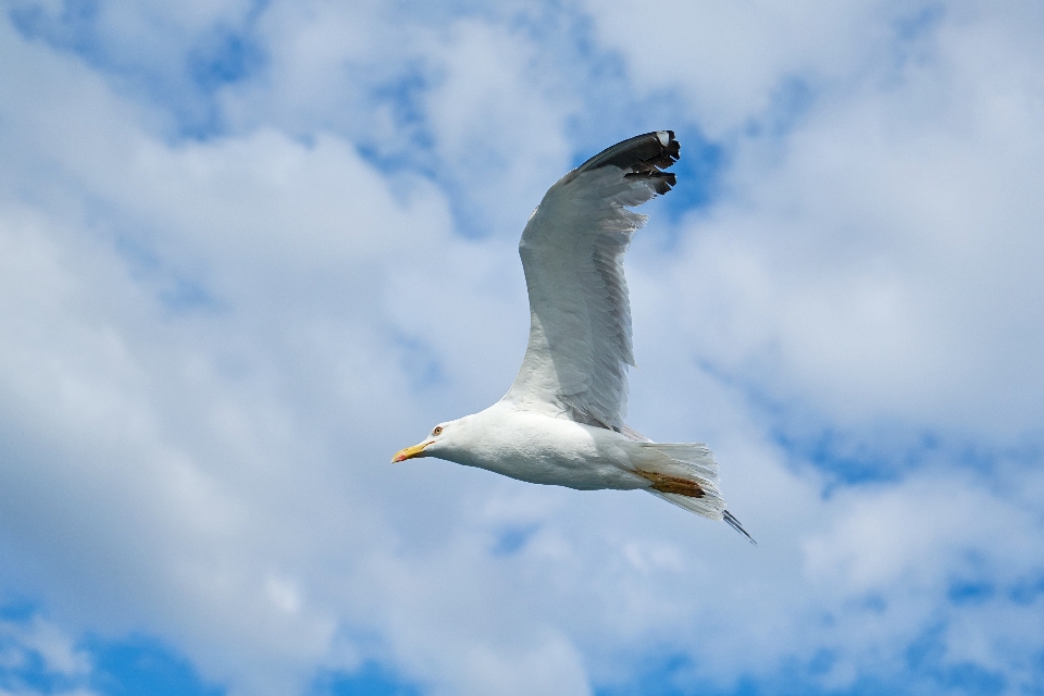 Lanskap laut alam burung