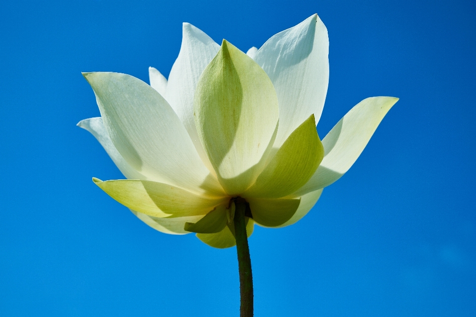 Nature plant white flower